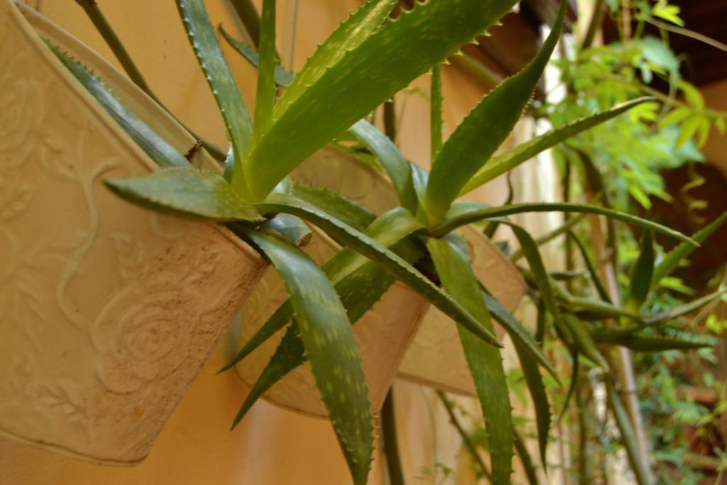 Casa Pucci Hotel Firenze Eksteriør billede